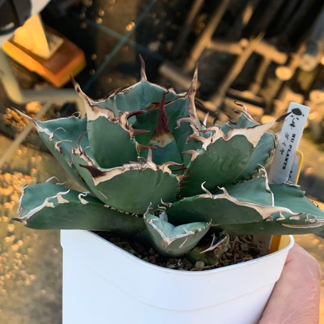 アガベ チタノタ ダイヤ ライト育成株