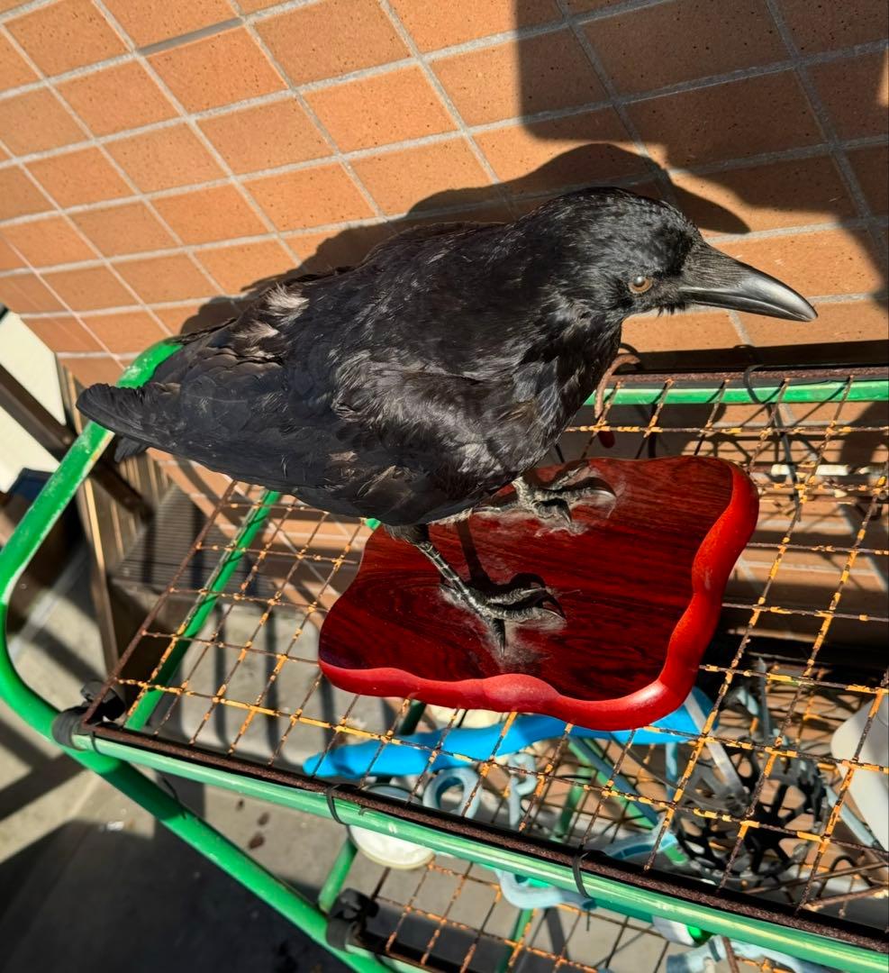 大熊氏作成品　烏の剥製　カラスの剥製