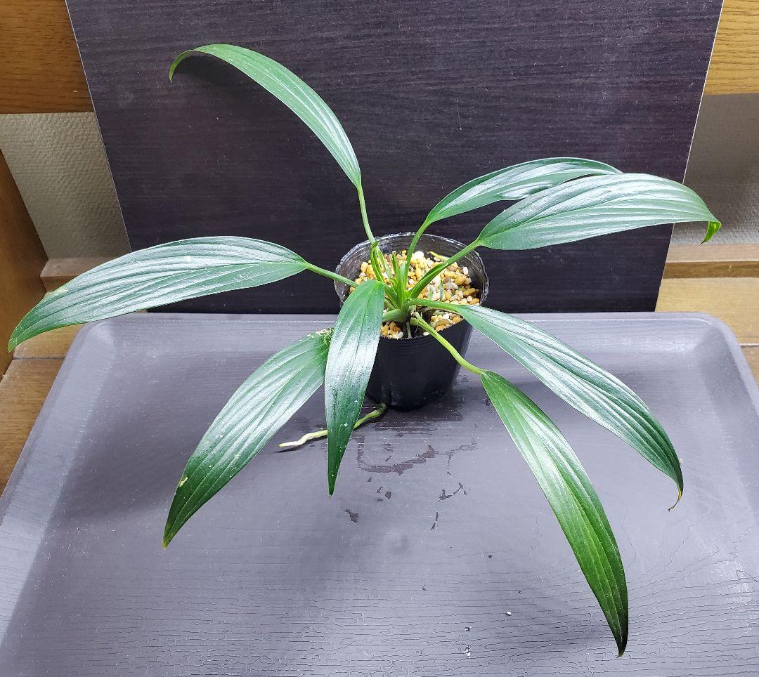 ホマロメナ アデイ パプア カミハタ便 Homalomena ジメジメ系植物