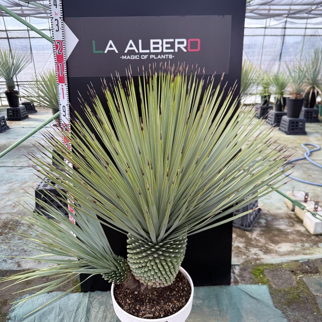 【AL-F1159】ユッカ　ロストラータ　超美形　ダブルヘッド