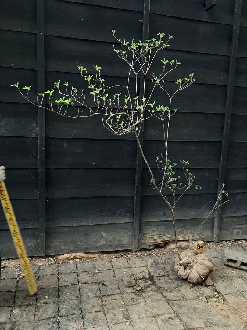 11 山採り　バイカツツジ