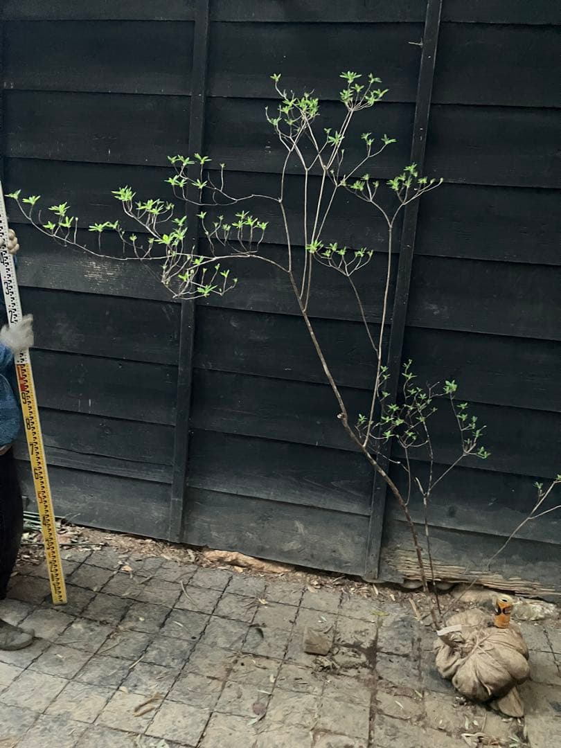 11 山採り　バイカツツジ