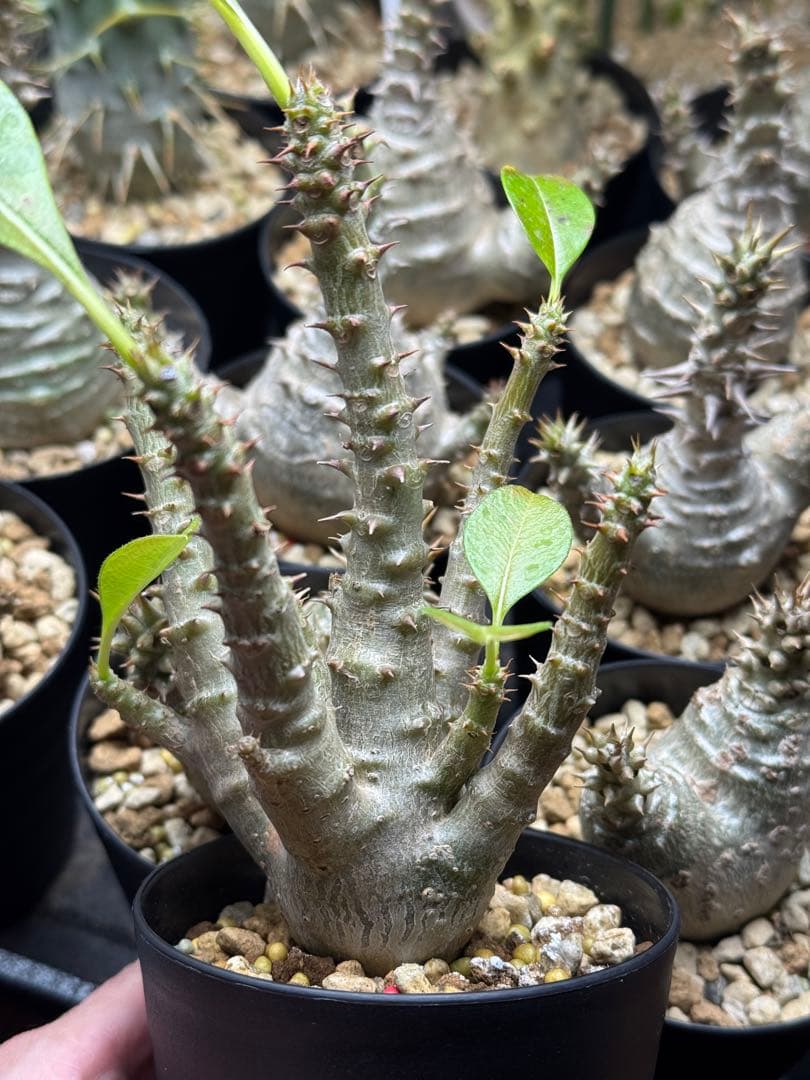 （多分岐株）パキポディウム　ウィンゾリー　国内実生