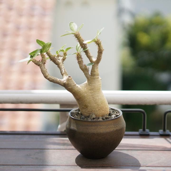 パキポディウムマカイエンセ　発根済　鉢ごと発送