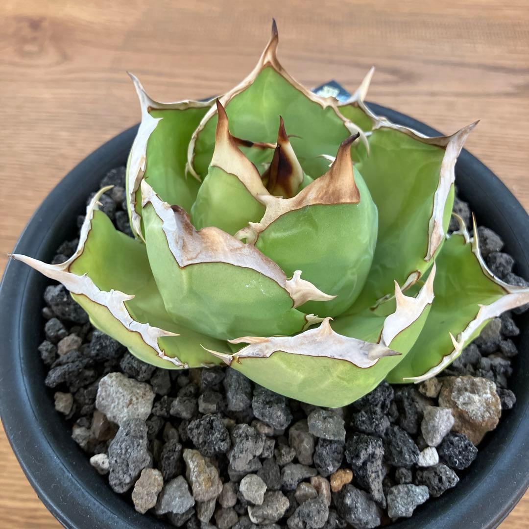 匿名配送【初売り】25 REZA産　特大　イラン　アガベ　Rose typeA