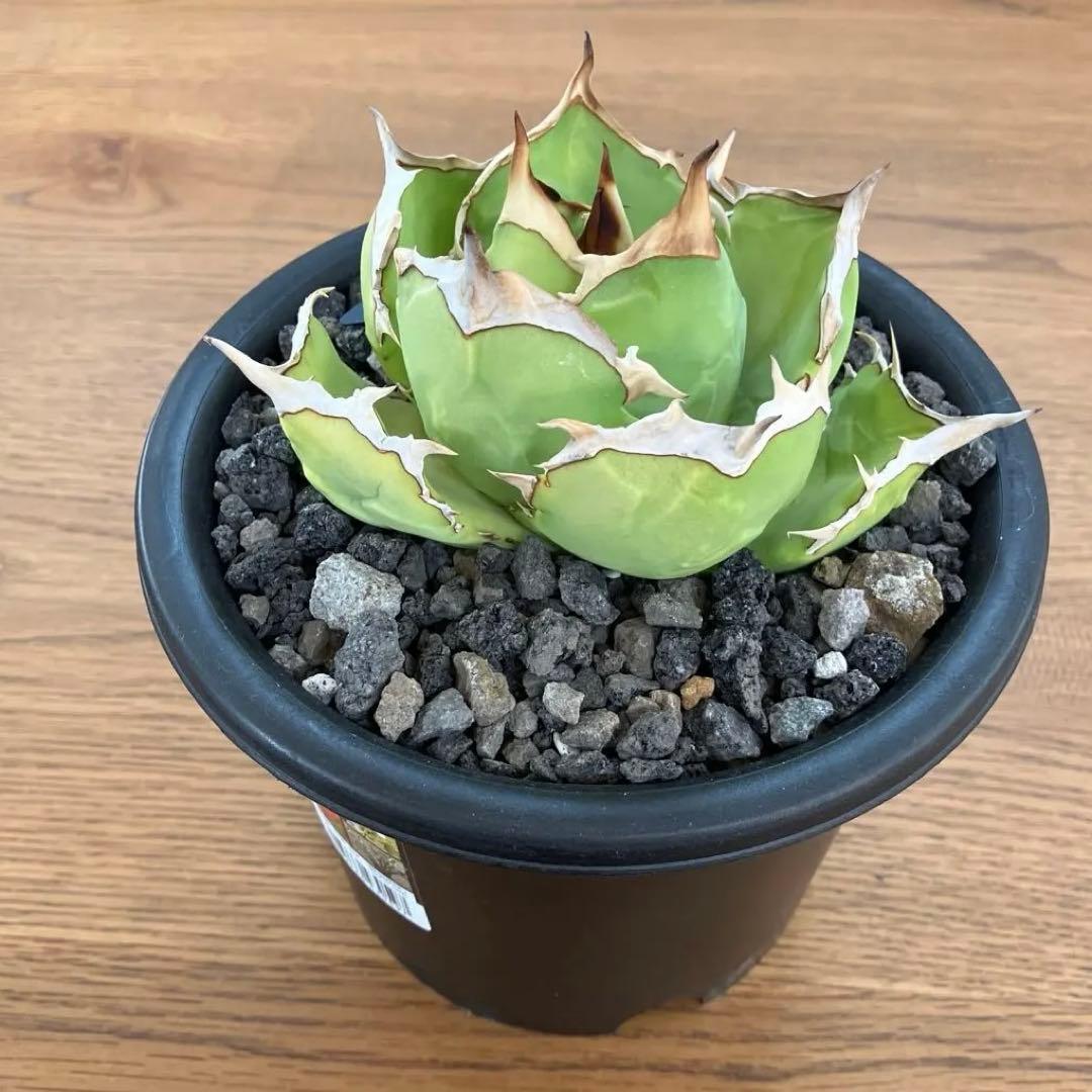 匿名配送【初売り】25 REZA産　特大　イラン　アガベ　Rose typeA