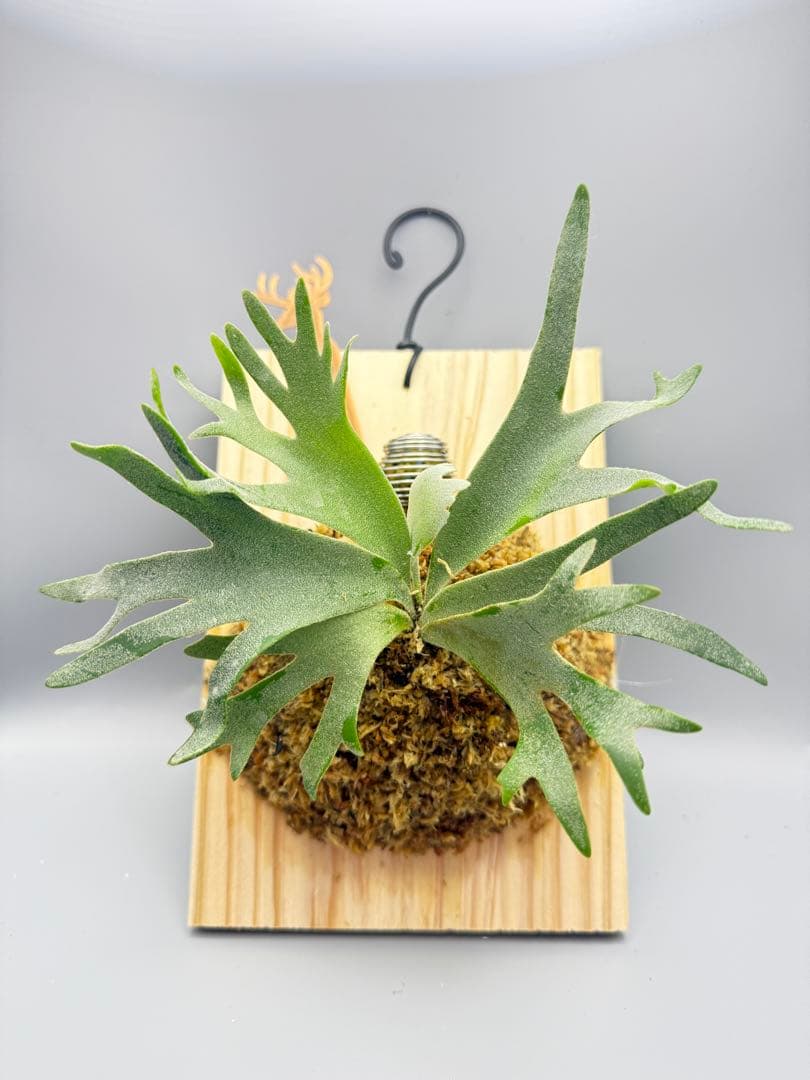 超極大サイズ　ビカクシダP.willinckii Jewel sporeling