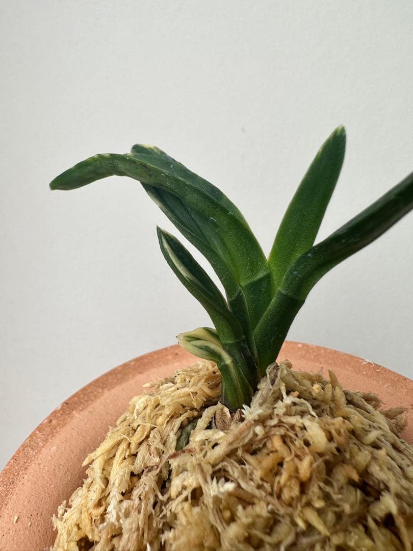 【 富貴蘭 】遊亀　268