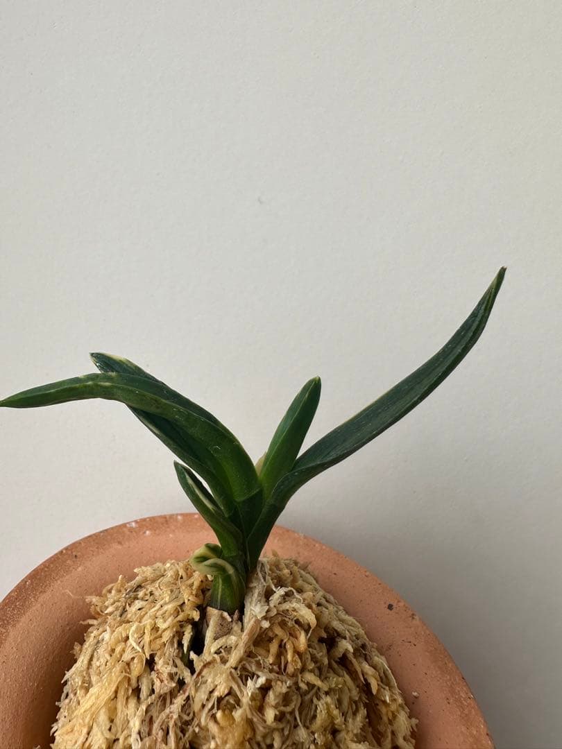 【 富貴蘭 】遊亀　268