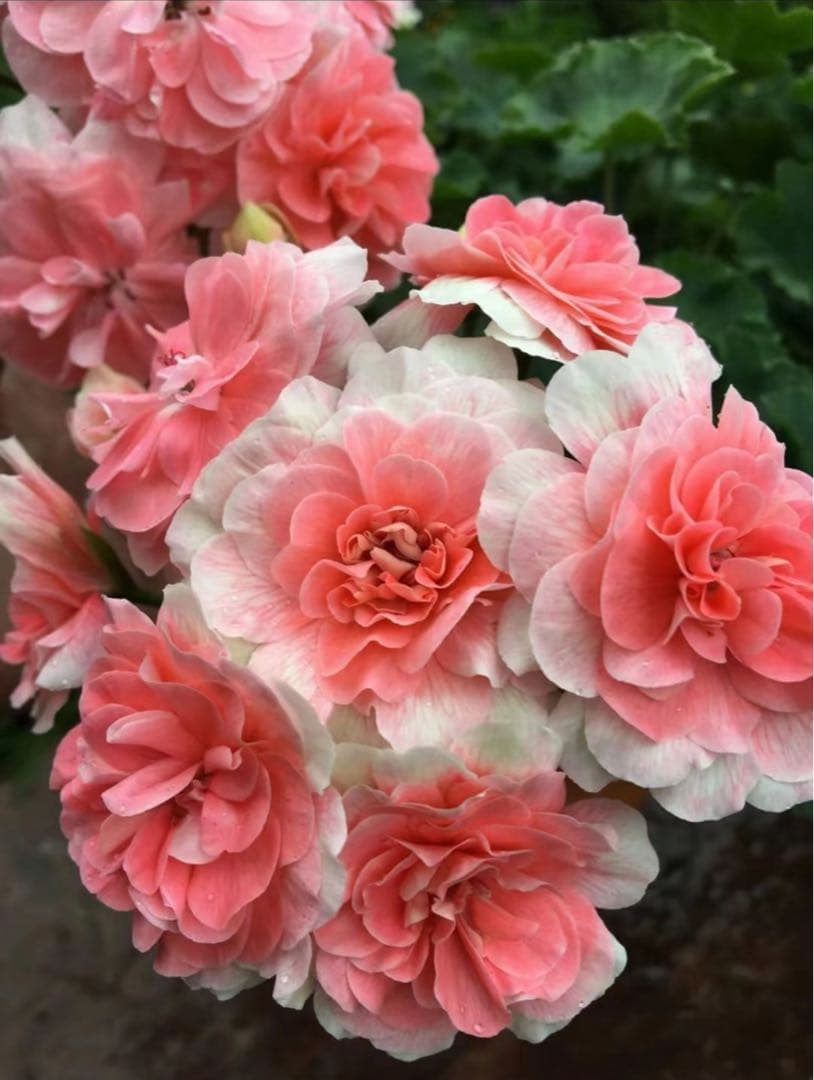 珍しいゼラニウム苗