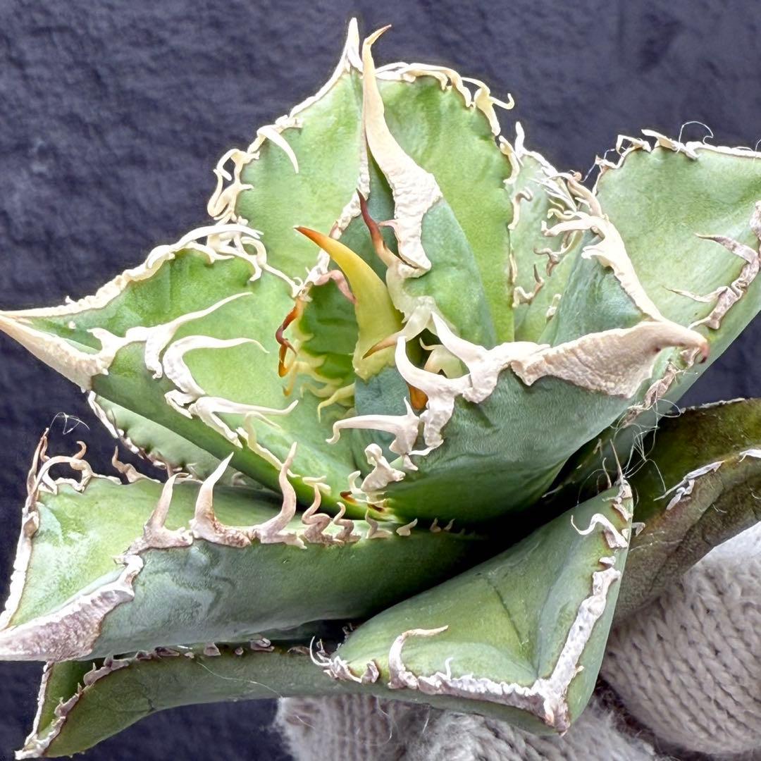 H*C様 【アガベ　チタノタ“台湾ホホジロザメ”】本物保証/極上LED育成株/G