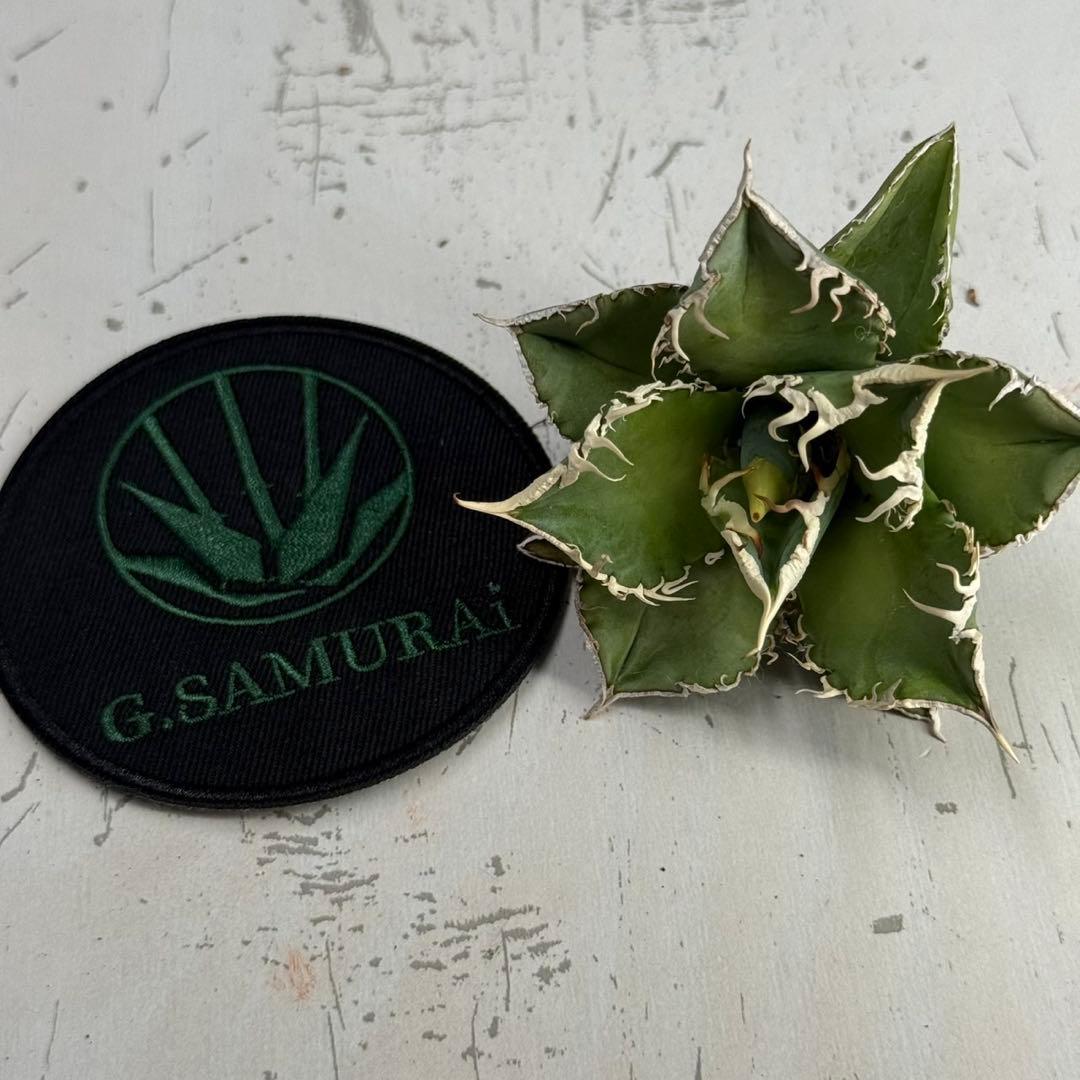 H*C様 【アガベ　チタノタ“台湾ホホジロザメ”】本物保証/極上LED育成株/G