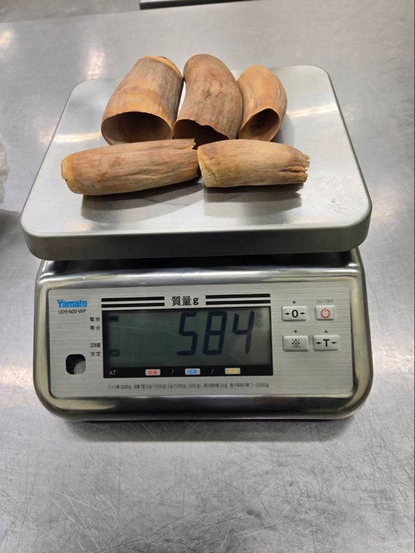 マッコウクジラの歯5個セット