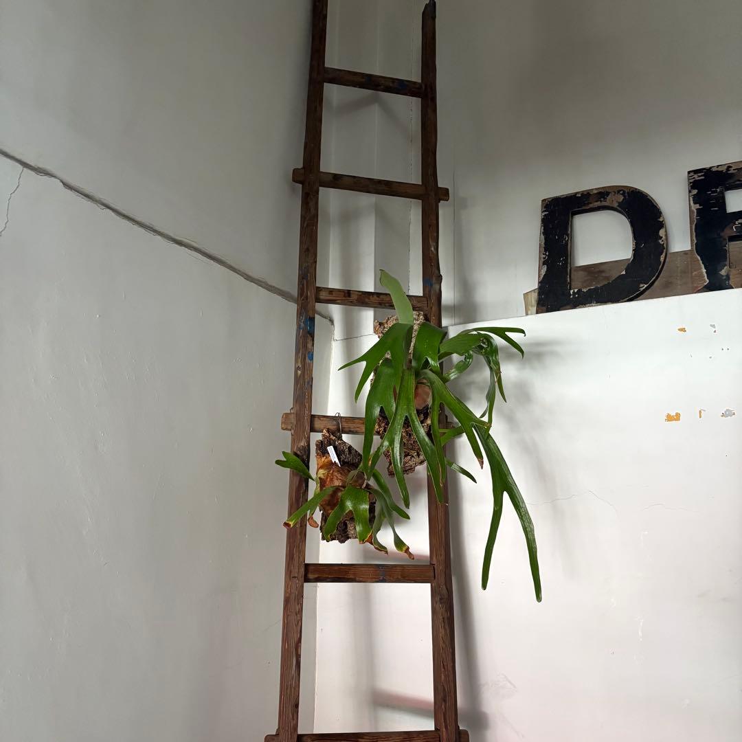 引き取り限定 昭和 レトロ 木製 古い長い梯子 ハシゴ グリーン ハンギング