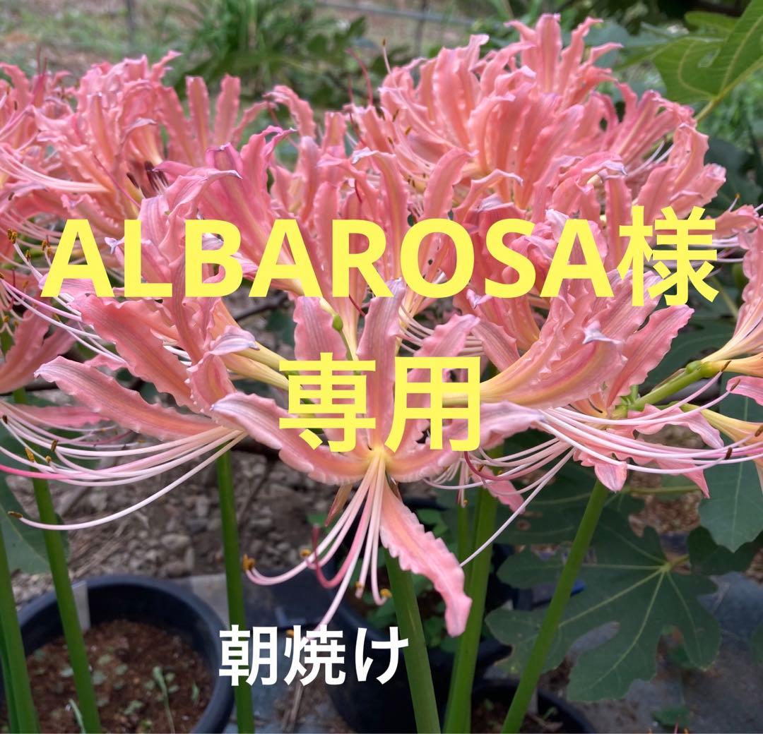 花 ALBAROSA