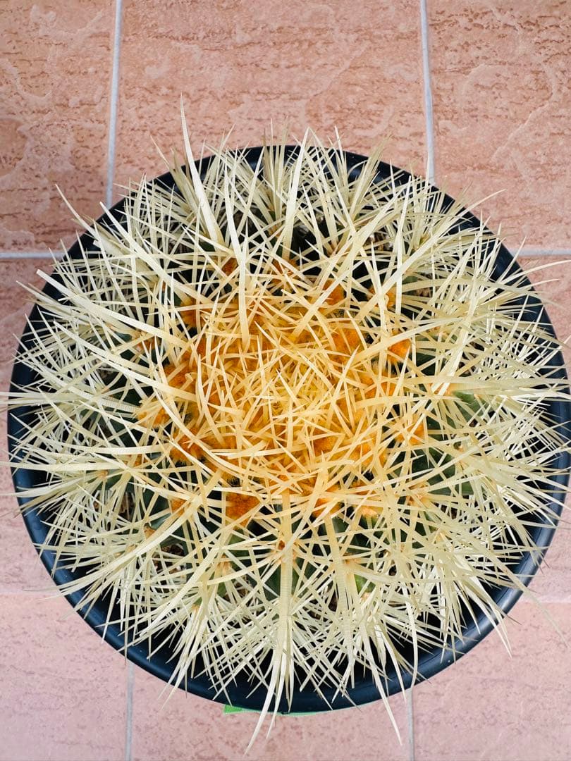 サボテン　金鯱【B】　美株　ドライガーデン　ガーデニング　オレンジ色濃いめ