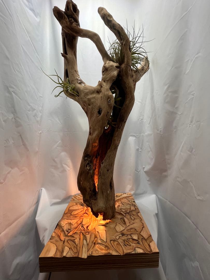 間接照明　植物　癒し