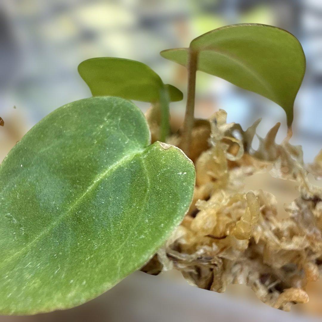 希少 アンスリウム 交配種