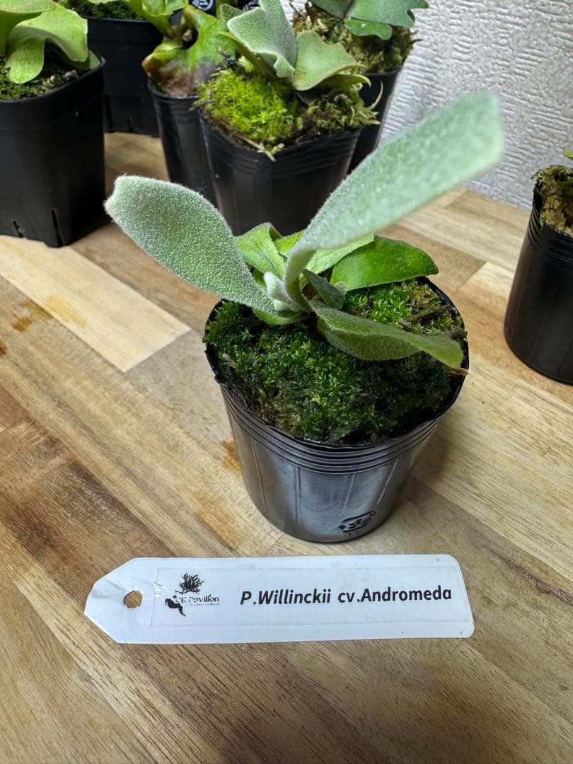 ビカクシダ willinckii cv andromeda pup