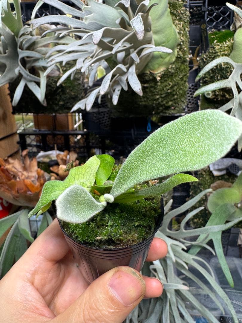 ビカクシダ willinckii cv andromeda pup