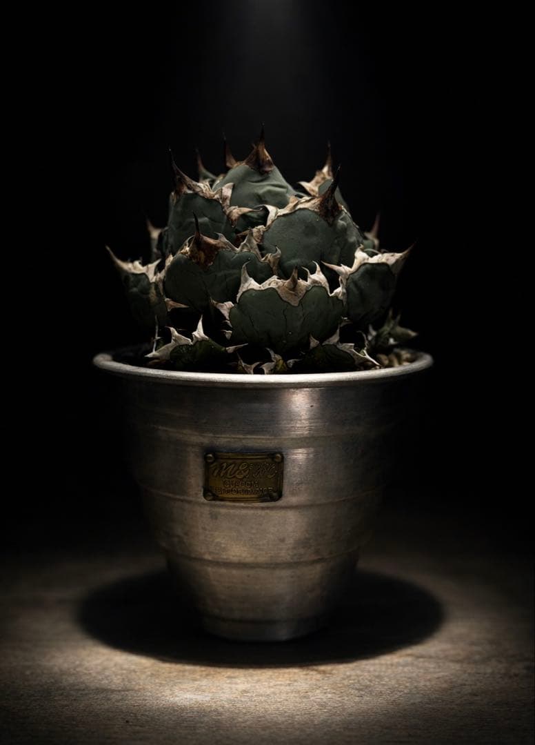 姫厳竜　【発根済】【m &m】【ボールタイプ】