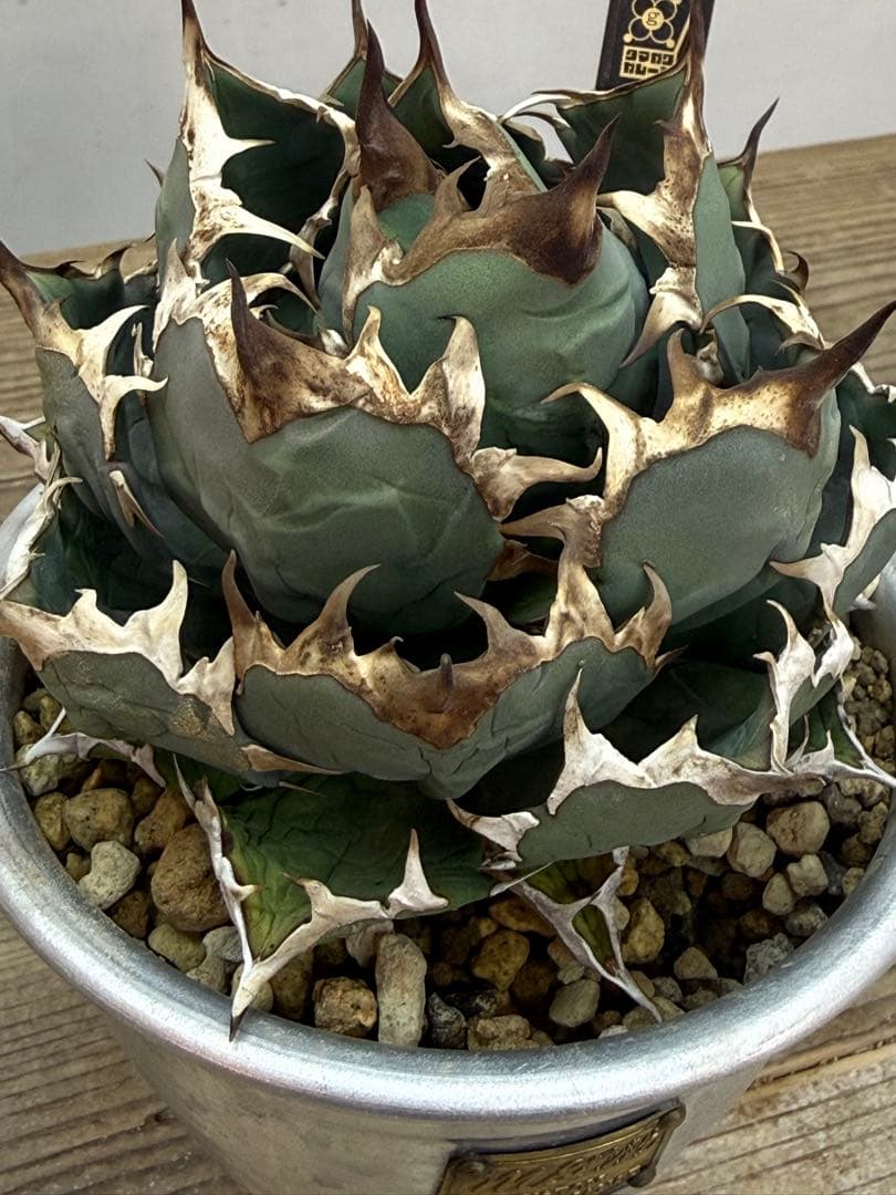 姫厳竜　【発根済】【m &m】【ボールタイプ】