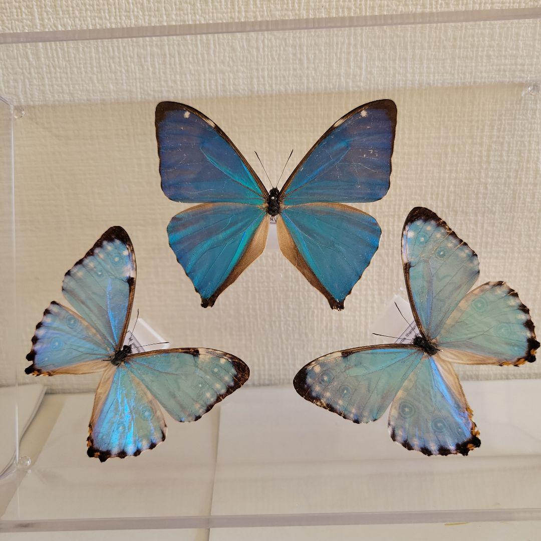 蝶の標本　輝くモルフォの世界(A特)