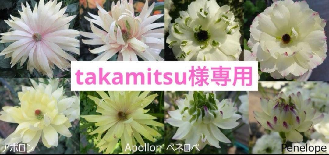 takamitsu■花苗ラナンキュラスラックス■アポロン&ペネロペ追加