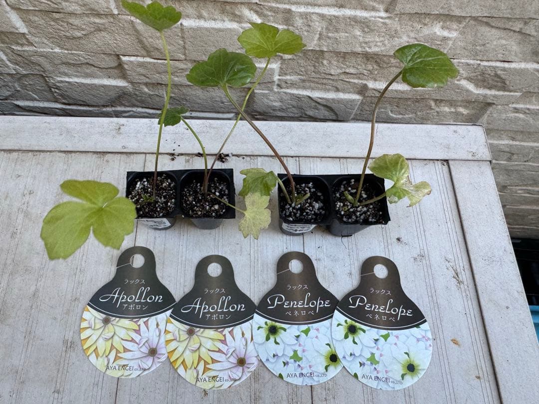 takamitsu■花苗ラナンキュラスラックス■アポロン&ペネロペ追加