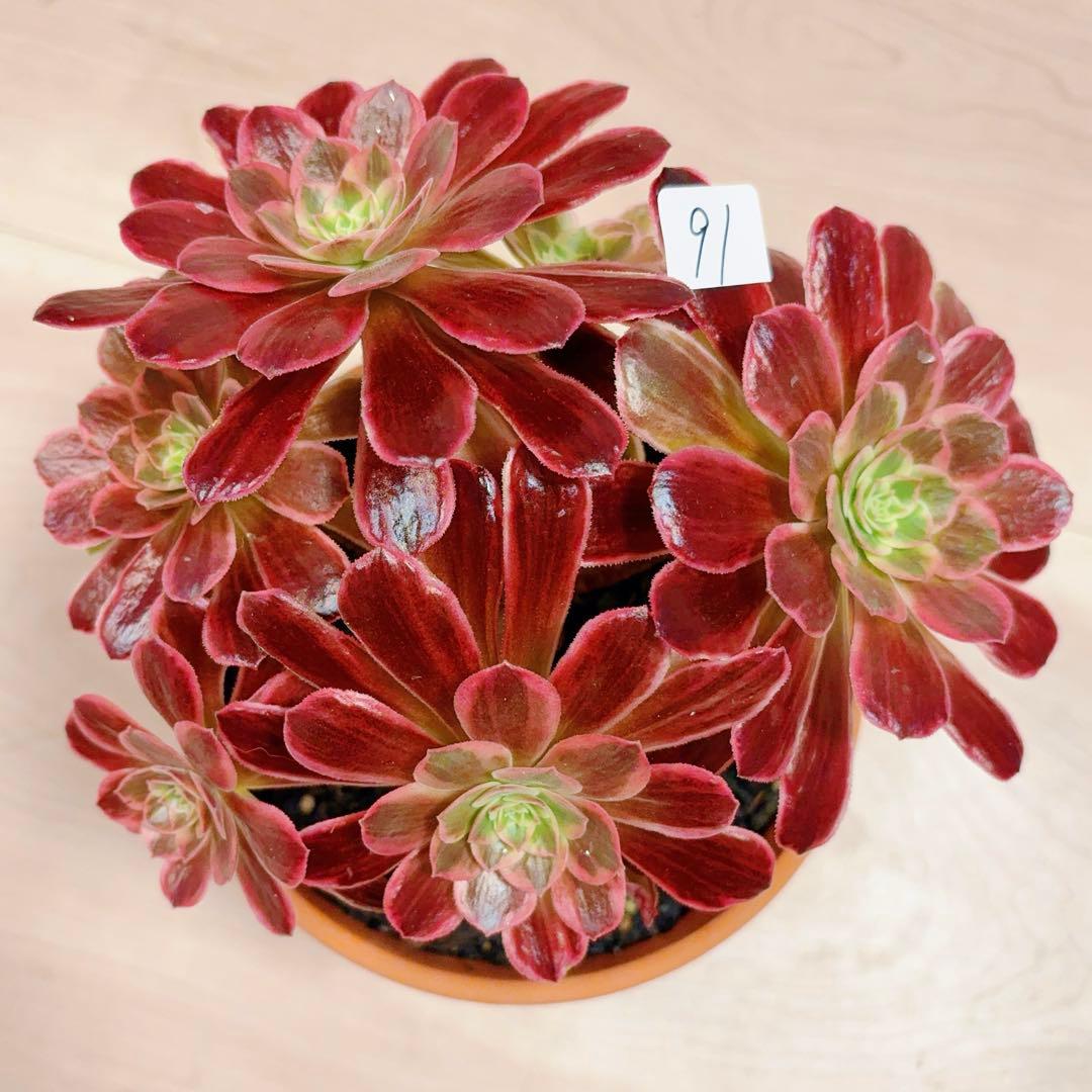 91#多肉植物アエオニウム錦❤️ 白ウエディングドレス ❤️6頭20cm拔き苗