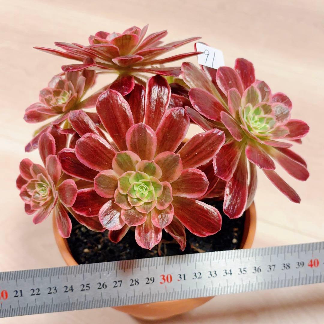 91#多肉植物アエオニウム錦❤️ 白ウエディングドレス ❤️6頭20cm拔き苗