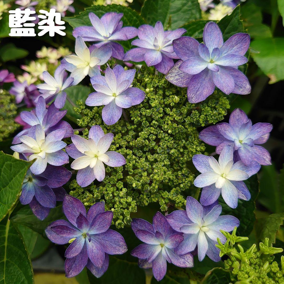 ノブコ様 リクエスト 5点 まとめ商品