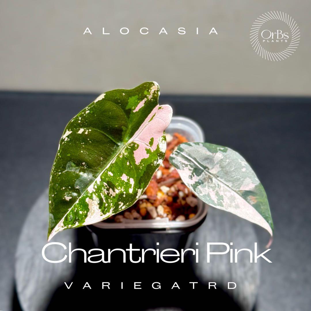【最終特価】アロカシア シャントリエリ ピンク斑入り 優良株 鉢のまま発送
