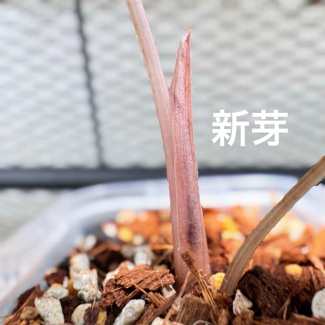 【最終特価】アロカシア シャントリエリ ピンク斑入り 優良株 鉢のまま発送