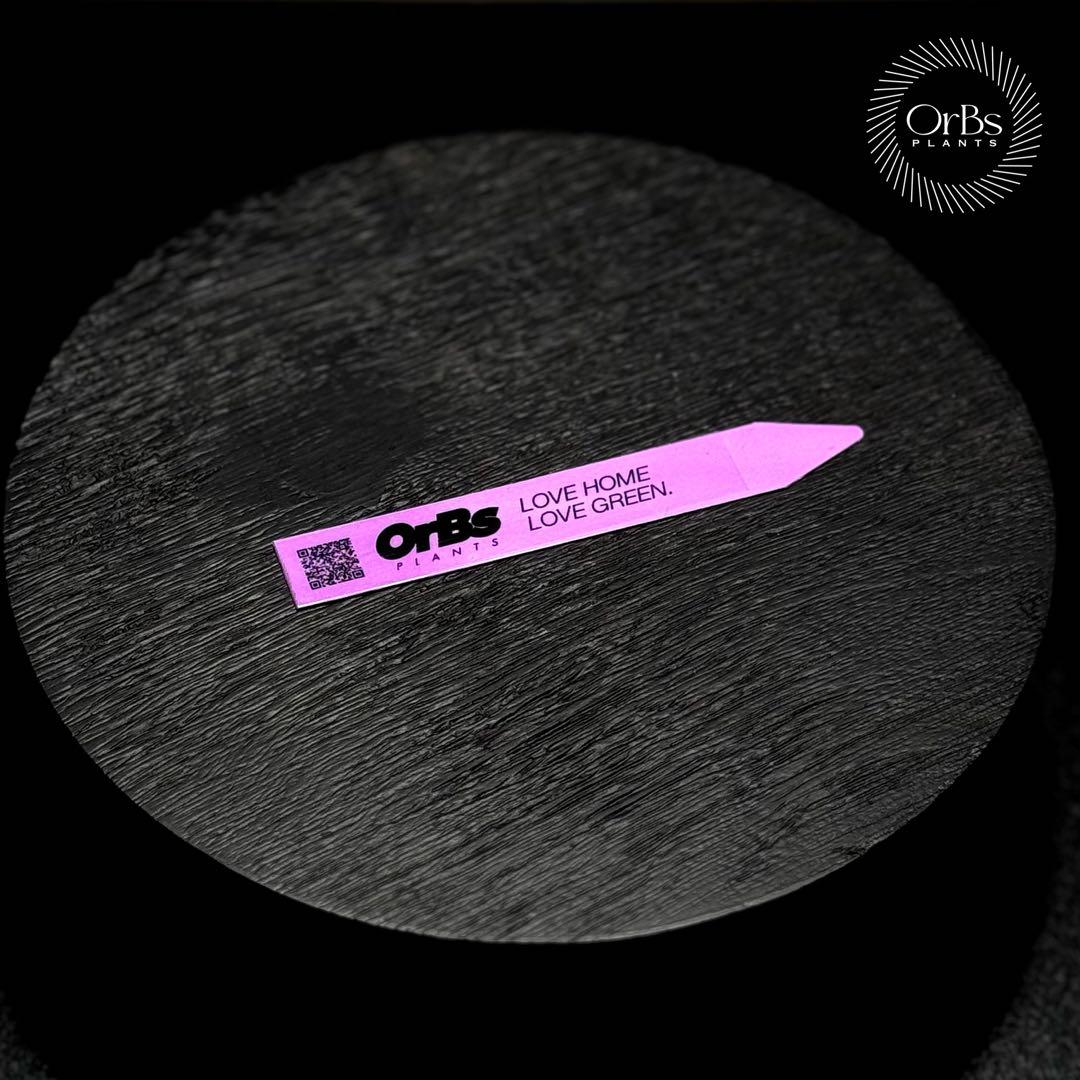 【最終特価】アロカシア シャントリエリ ピンク斑入り 優良株 鉢のまま発送