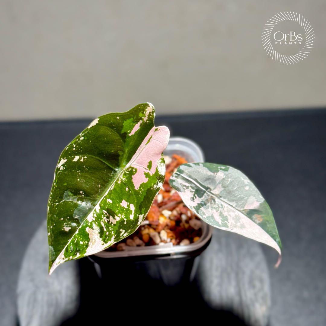 【最終特価】アロカシア シャントリエリ ピンク斑入り 優良株 鉢のまま発送