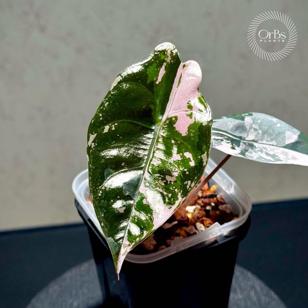 【最終特価】アロカシア シャントリエリ ピンク斑入り 優良株 鉢のまま発送