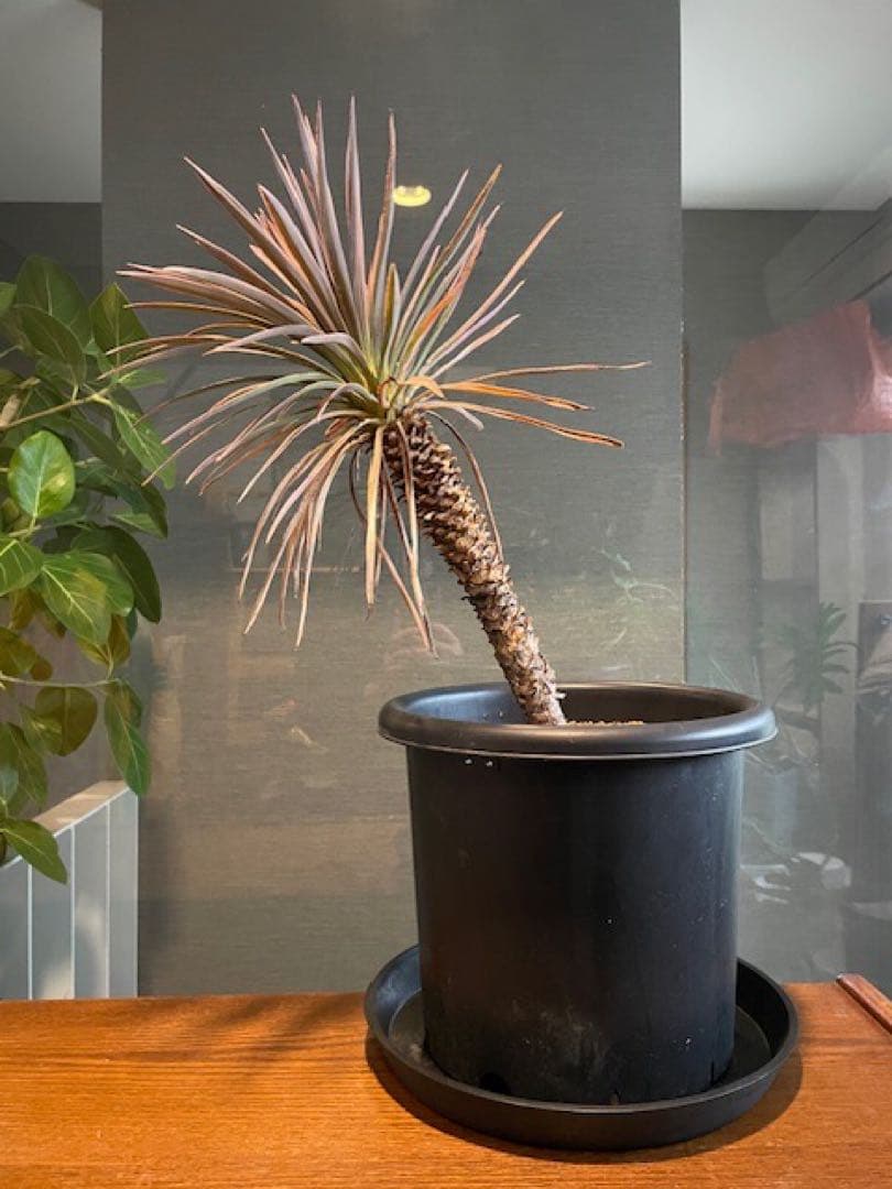 直接のお引取歓迎■ユッカ・デスメティアーナ/63cm■5年もの紅葉した葉