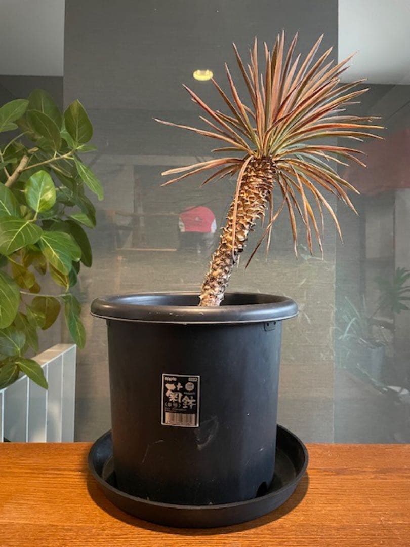 直接のお引取歓迎■ユッカ・デスメティアーナ/63cm■5年もの紅葉した葉