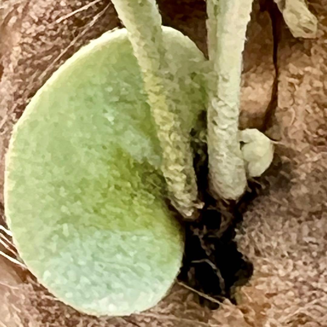 OC子株 platycerium ginka 銀華 pup ギンカ64ビカクシダ