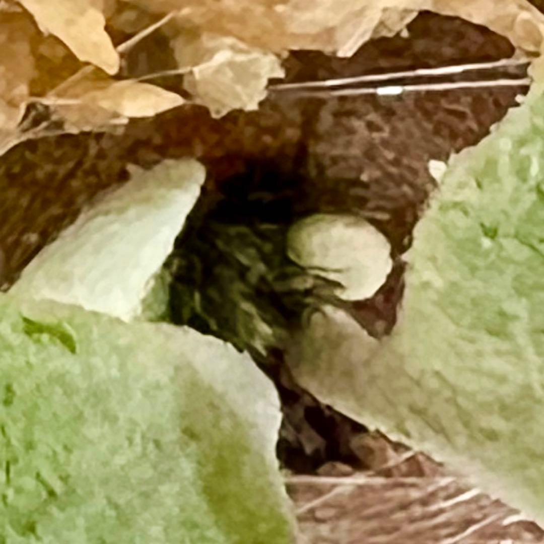 OC子株 platycerium ginka 銀華 pup ギンカ64ビカクシダ