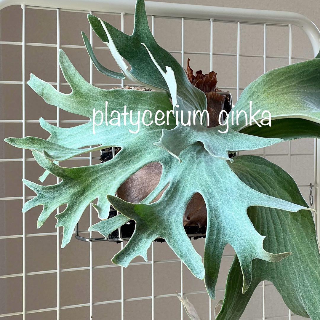 OC子株 platycerium ginka 銀華 pup ギンカ64ビカクシダ