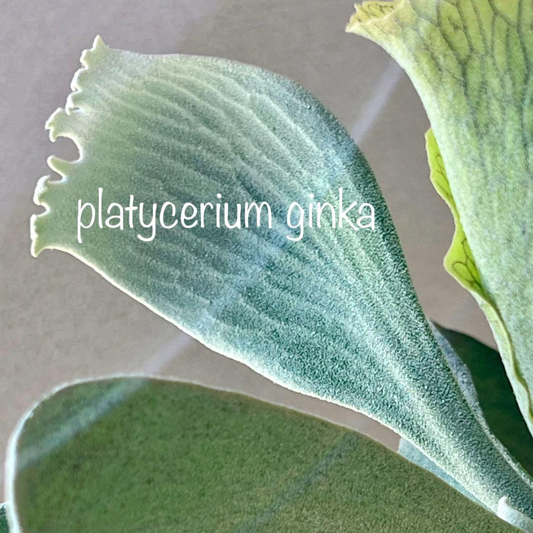 OC子株 platycerium ginka 銀華 pup ギンカ64ビカクシダ