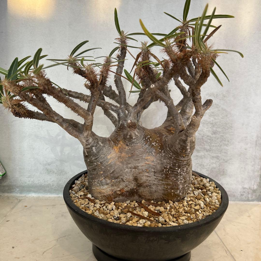 パキポディウム　グラキリス　現地球　発根済み