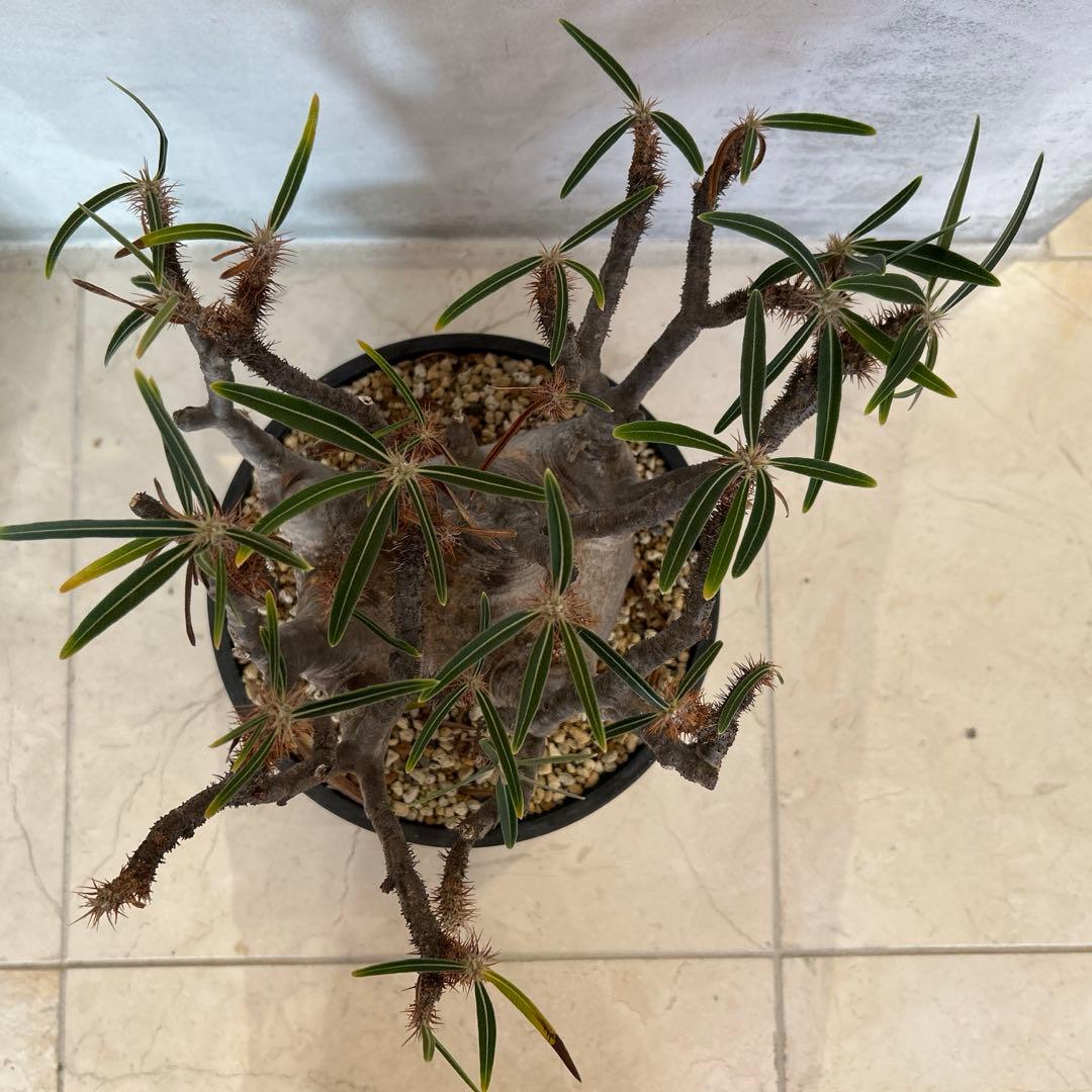 パキポディウム　グラキリス　現地球　発根済み