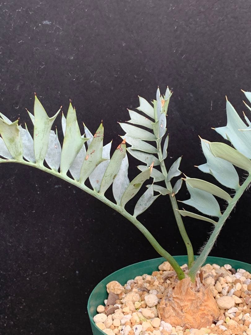 【南ア産・発根済】エンセファラルトス・ホリダス ｜ショートリーフ葉性良！