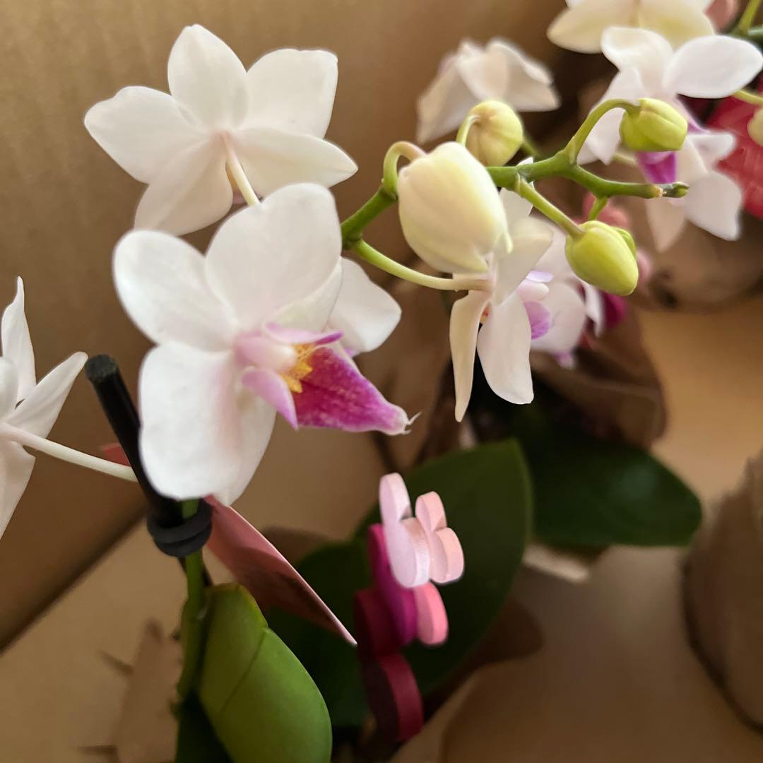 phal ミニ胡蝶蘭　8鉢セット
