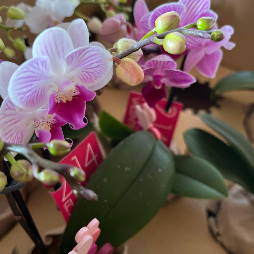 phal ミニ胡蝶蘭　8鉢セット