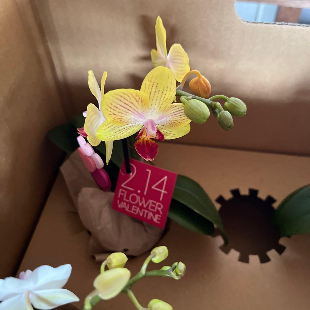 phal ミニ胡蝶蘭　8鉢セット