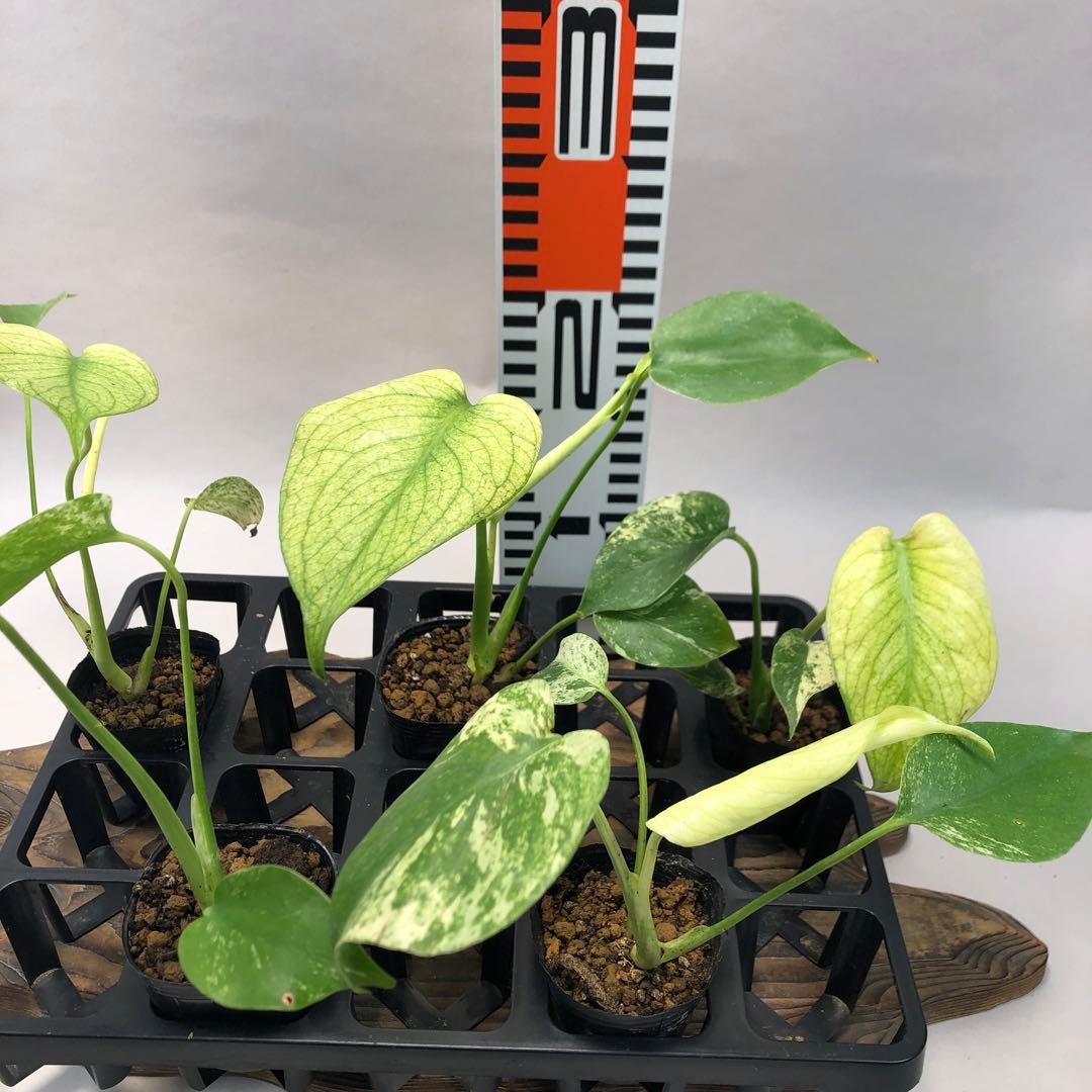 ち*え様 MS109 白怪兽 ホワイトモンスター 天津蘭 モンステラ斑入り　デリ